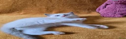 Ragdoll cats for sale: Beautiful pure Ragdoll kittens  - Advert 9