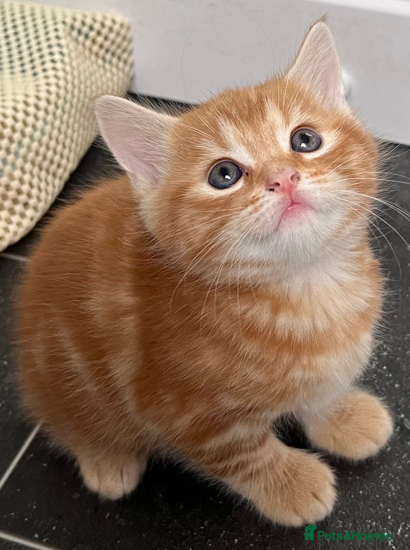 Mixed Breed cats ROMY’S RACY RASCALS ❤️ - Advert 2