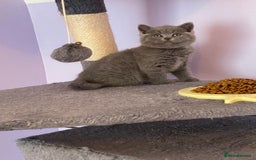British Shorthair cats for sale: British Shorthair kittens - Image 2