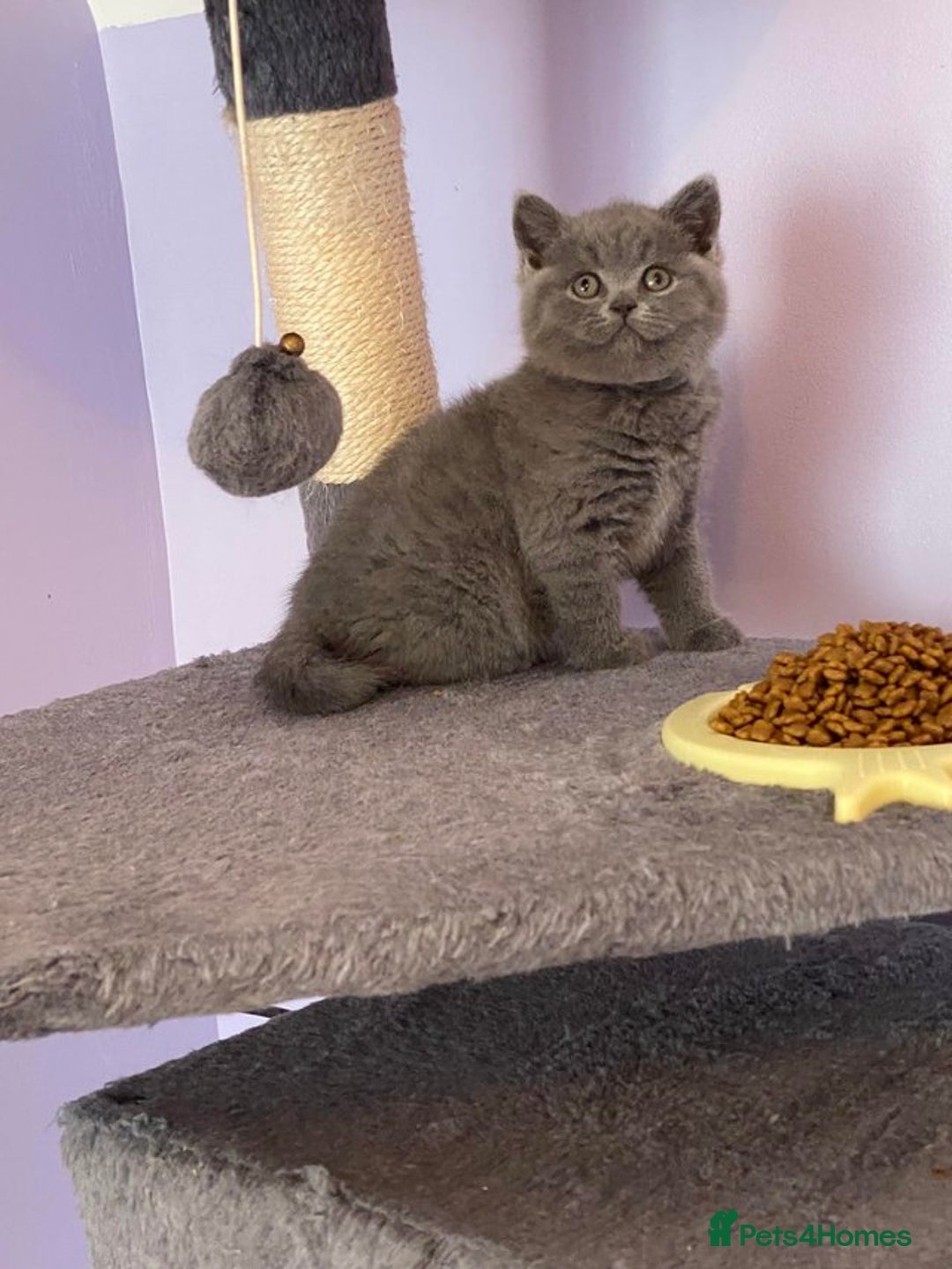 British Shorthair cats for sale: British Shorthair kittens - Image 2