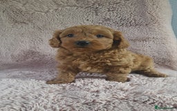 Cavapoo dogs for sale: Cavapoo puppies 5 🌟licence breeder  - Image 1
