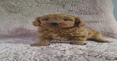 Cavapoo dogs - Advert 13