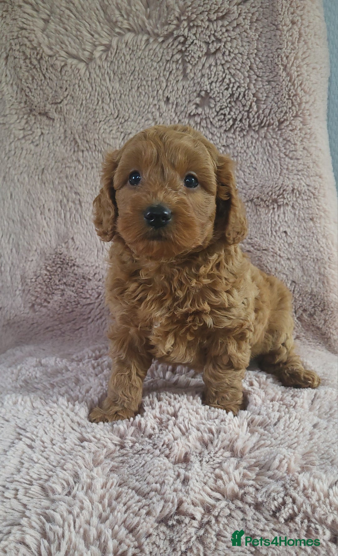Cavapoo dogs for sale: Cavapoo puppies 5 🌟licence breeder  - Image 1