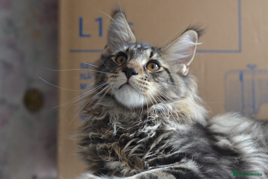Maine Coon cats for sale: Tica Registered Maine Coon boy & girl *ready now* - Image 19