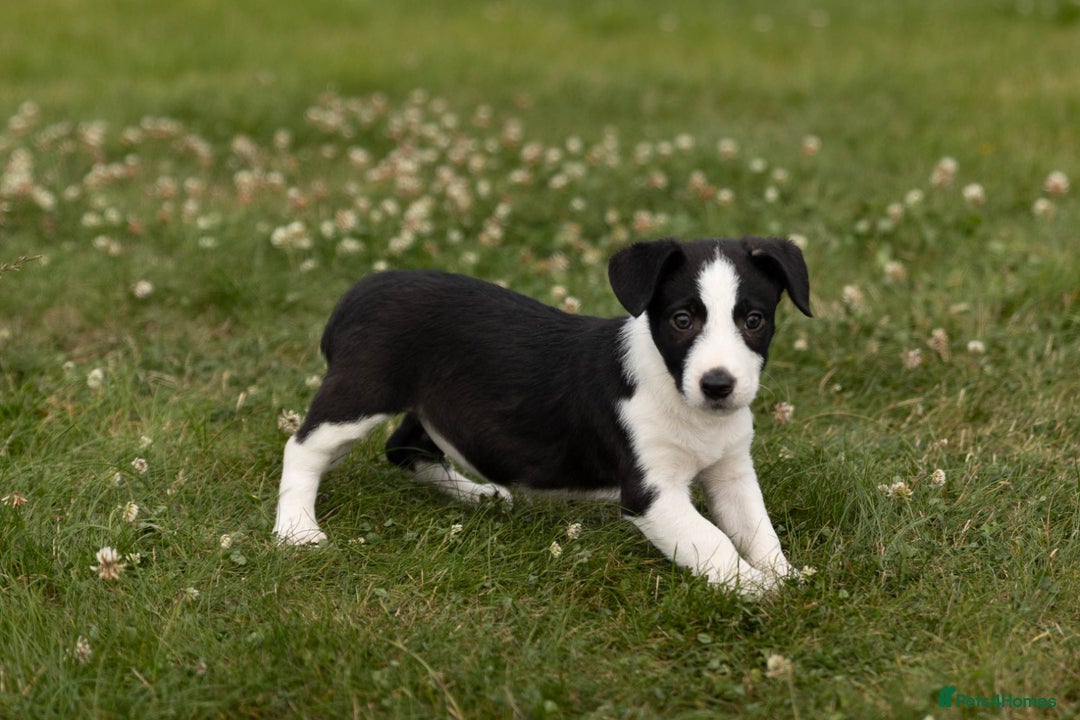 Mixed Breed dogs for sale: 🐾 Jack Russell x Border Collie Puppies  - Image 15