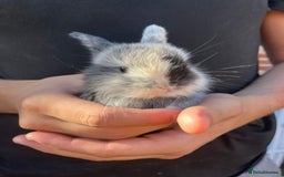 Mini Lop rabbits for sale: Mini lop rabbits. - Image 2