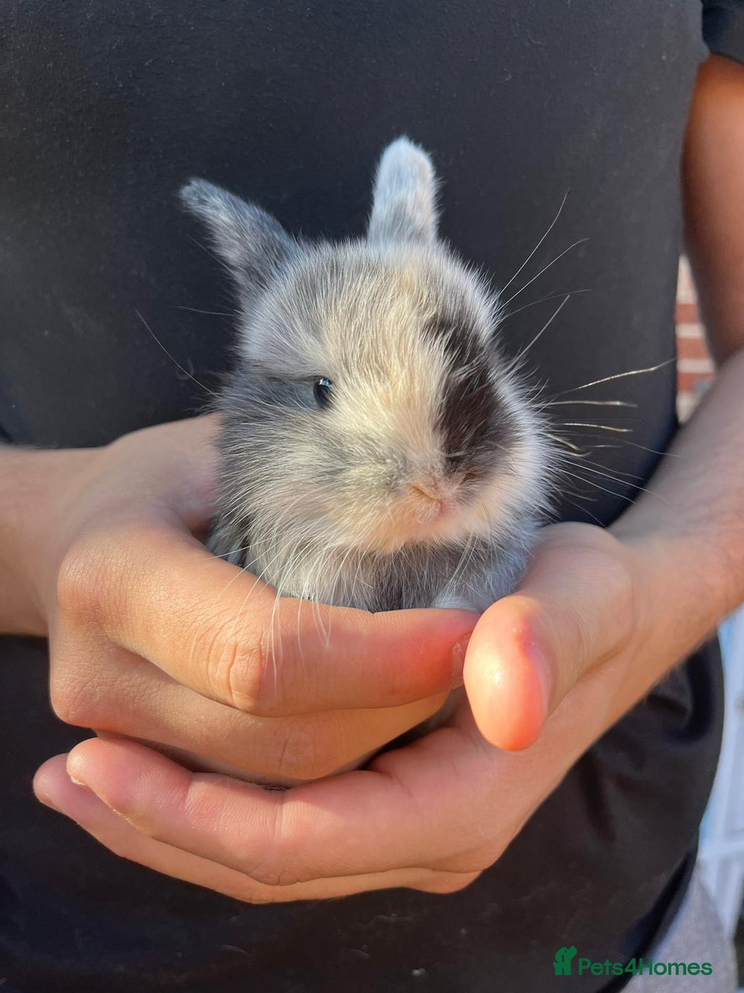 Mini Lop rabbits for sale: Mini lop rabbits. - Image 2