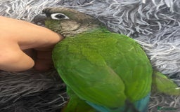 Conures birds for sale: Hand reared very tame conure - Image 6