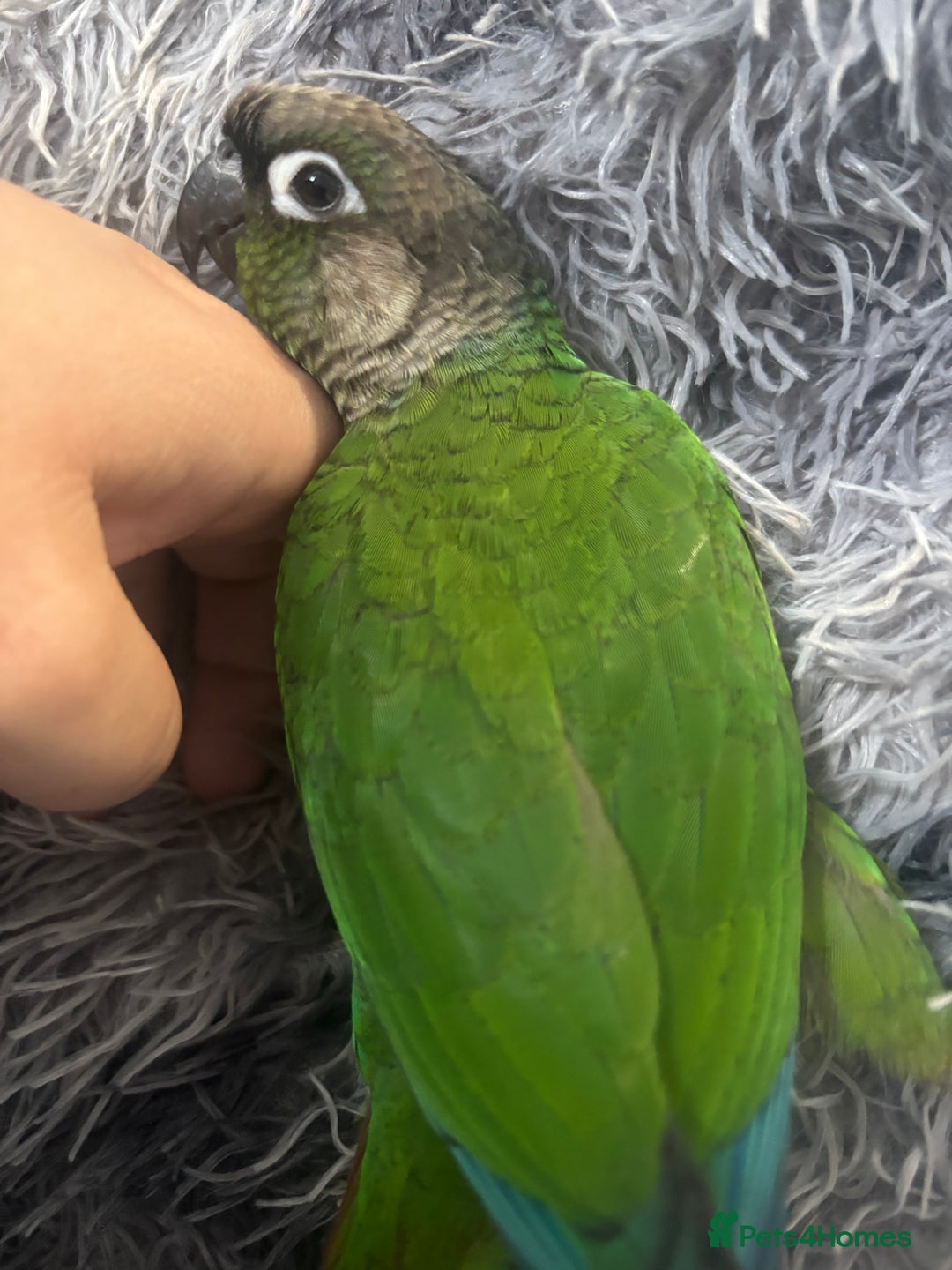 Conures birds for sale: Hand reared very tame conure - Image 6