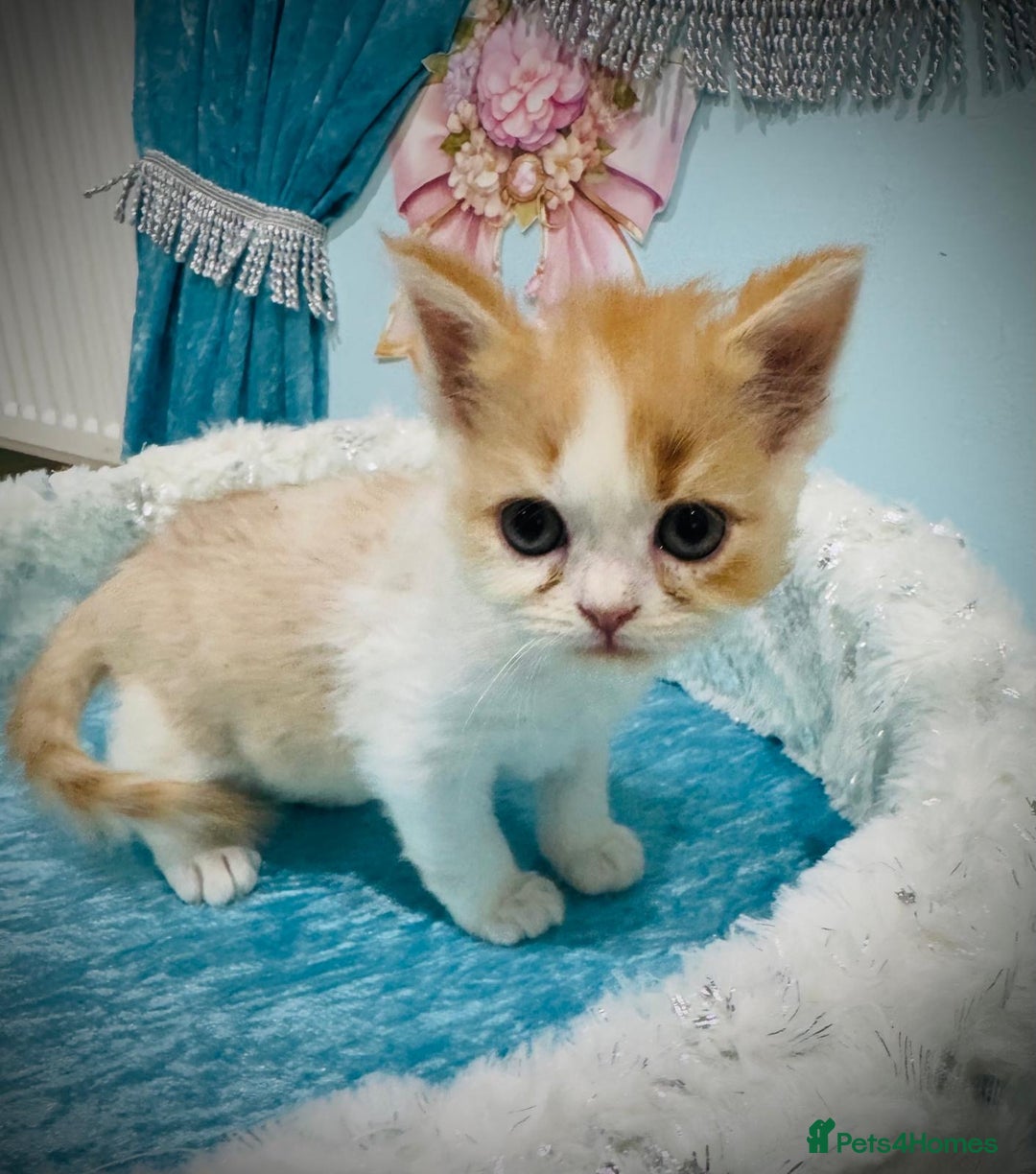 Turkish Angora cats for sale: Angora cross Persian kittens 🐱  - Image 7