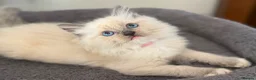Ragdoll cats for sale: 🐾 Ragdoll Kittens 🐾 - Advert 6