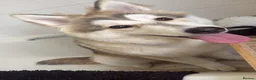 Shepsky dogs for sale: Narla - Advert 6