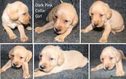 Labrador Retriever dogs for sale: Red Fox Labs : Health Checked-KC Reg-FTCH Pedigree - Image 15