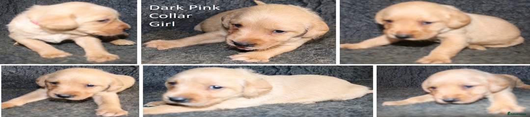 Dark Pink Collar Girl