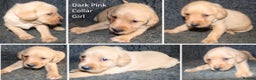 Labrador Retriever dogs for sale: Red Fox Labs : Health Checked-KC Reg-FTCH Pedigree - Advert 15