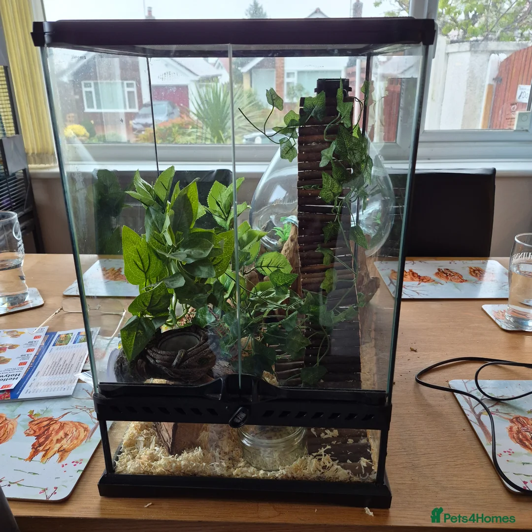 Mouse rodents for sale: African pygmy dormice  in Prestatyn - Advert 2