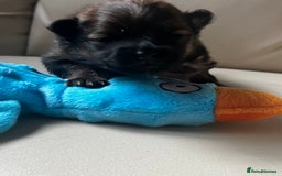 Pomeranian dogs for sale: Gorgeous Pomeranian Puppies, 2 Boys and Two Girls - Image 7