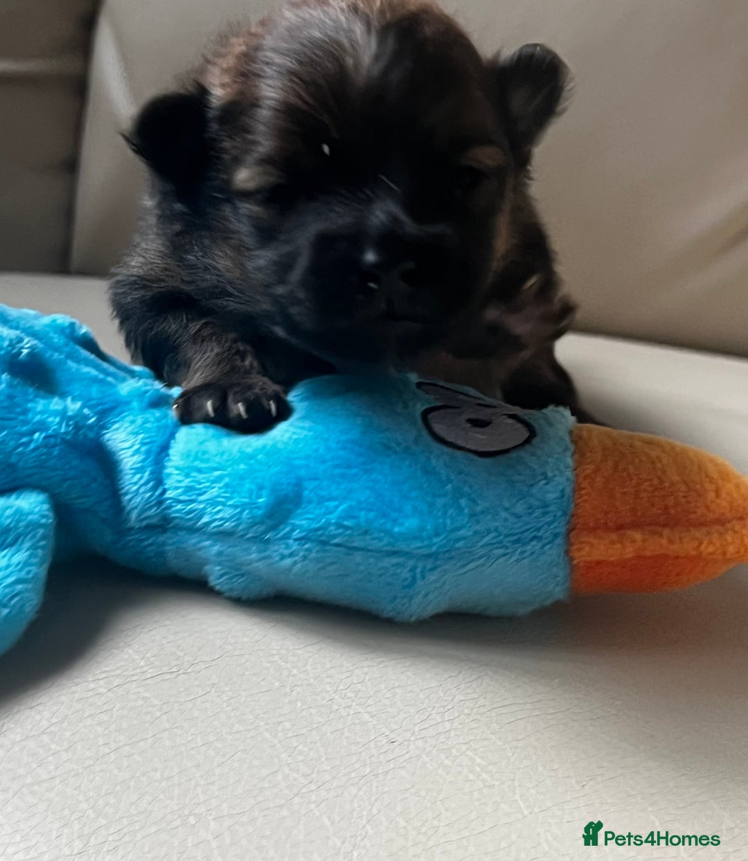 Pomeranian dogs for sale: Gorgeous Pomeranian Puppies, 2 Boys and Two Girls - Image 7