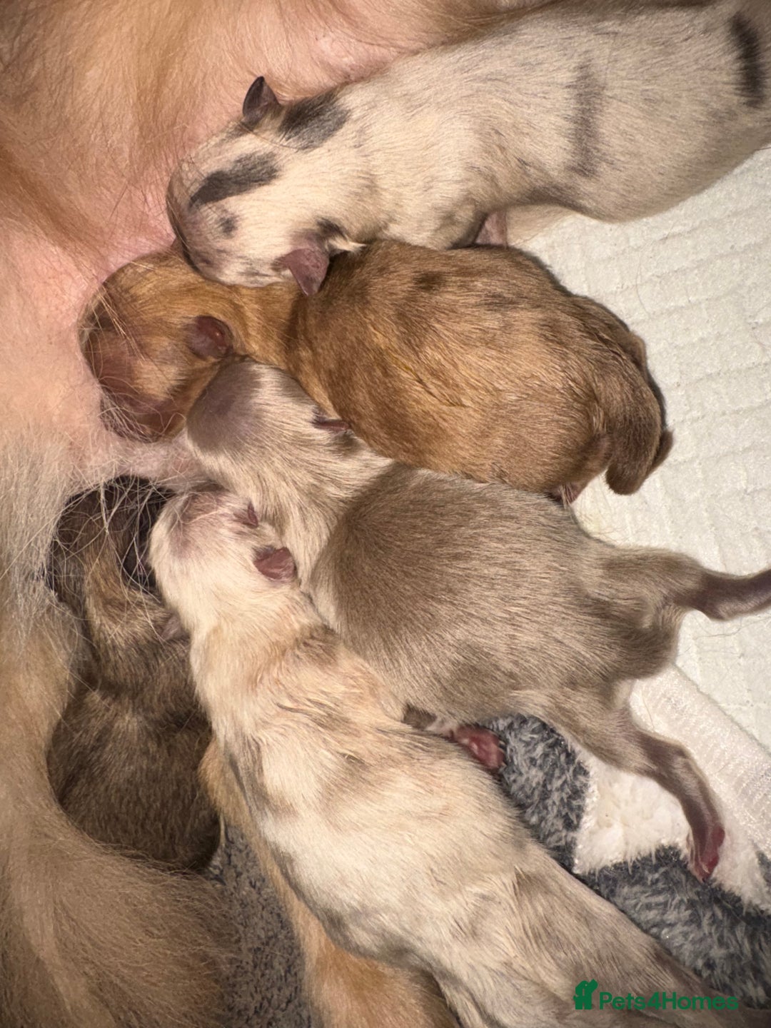 Pomchi dogs for sale: 3/4 Pomeranian 1/4 chihuahua  rainbow litter - Image 4