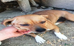 Mixed Breed dogs for adoption: LUCY, a Superb little Girl, for a Loving Home - Image 6