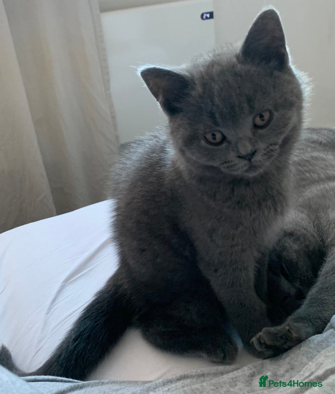 British Shorthair cats for sale: British Shorthair Blue Kittens 💛 Raised with Love - Advert 4