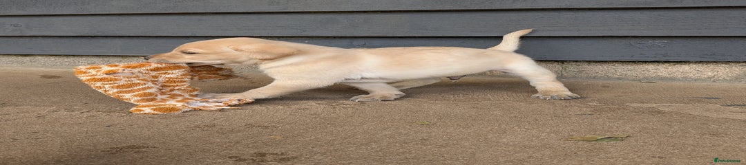 Labrador Retriever Puppy 1