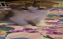 Mixed Breed cats for sale: Female - Image 4