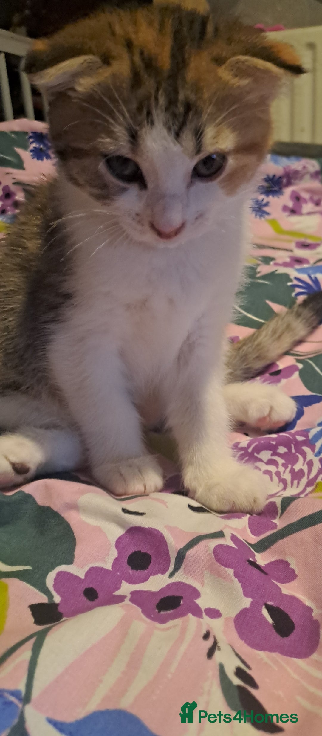 Mixed Breed cats for sale: Female - Image 4