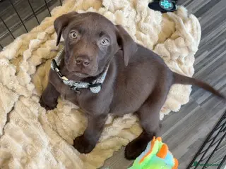 Labrador Retriever dogs Rehoming Choc Lab - Advert 9