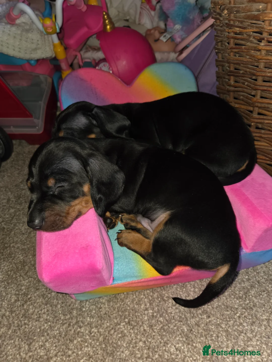 Miniature Dachshund dogs for sale: Mini daschund  - Advert 2
