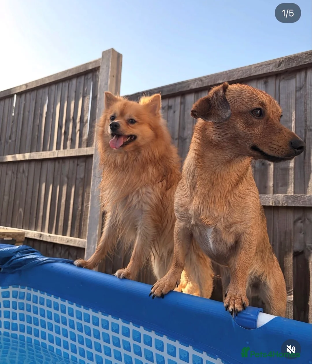 German Spitz dogs for sale: Loving home wanted  - Advert 3