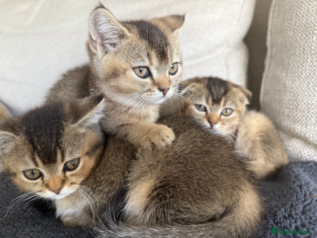 British Shorthair cats for sale: Scottish folds cross blue British - Image 1