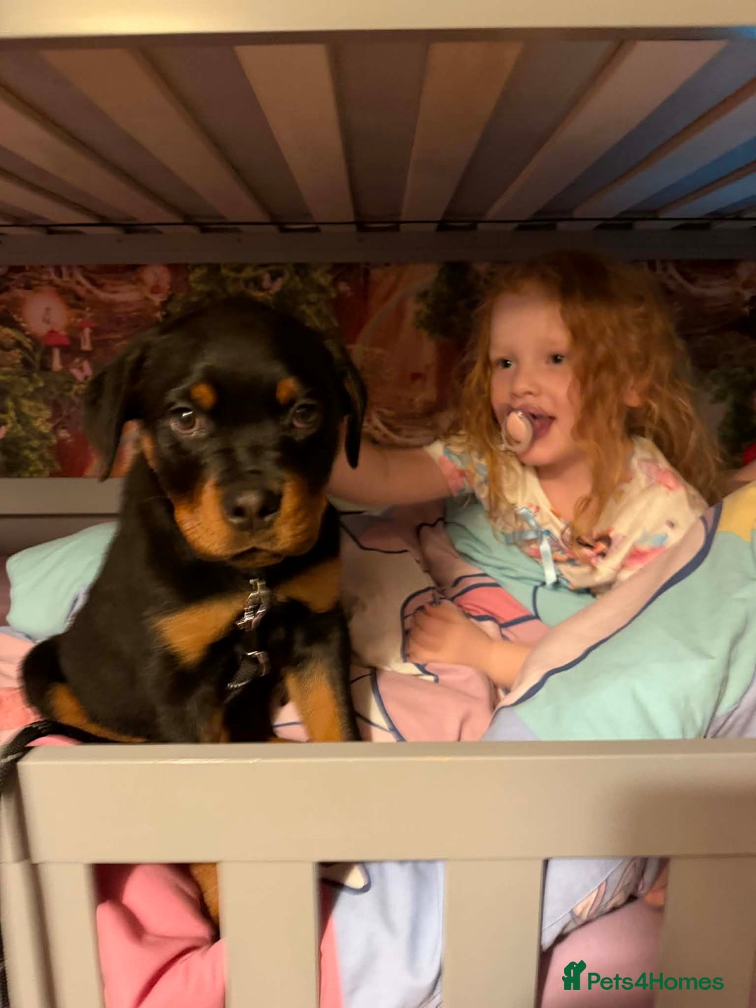 Rottweiler dogs for sale: Rottweiler puppy - Advert 4
