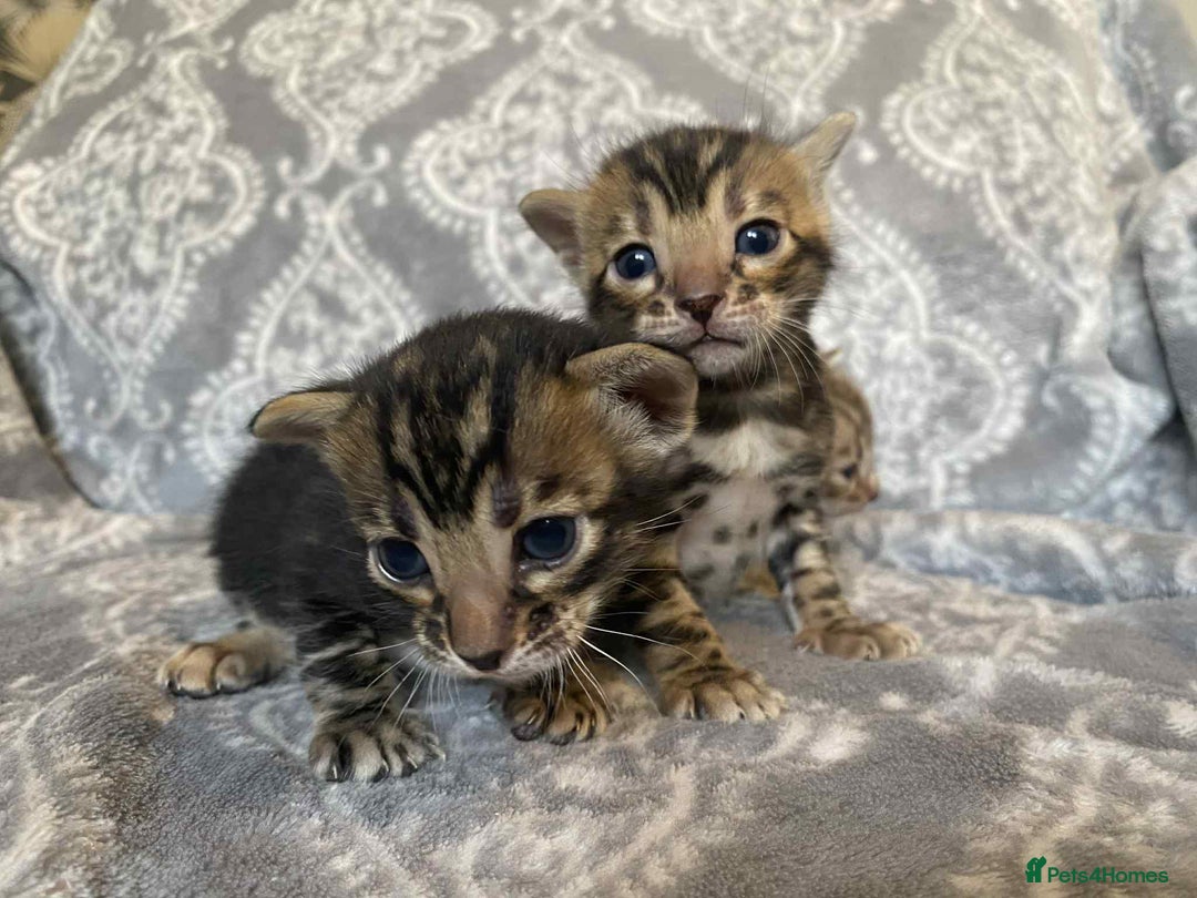 Bengal cats for sale: STUNNING TICA reg Bengal kittens ready to reserve - Image 13