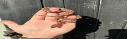 Boa Snake reptiles for sale: Brazilian Rainbow Boa babies - Advert 2