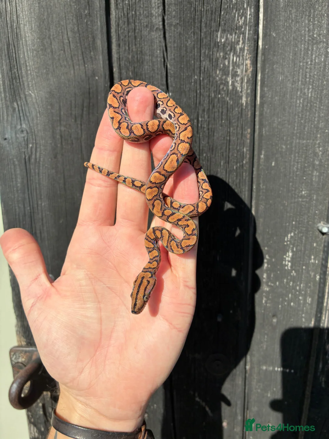 Boa Snake reptiles for sale: Brazilian Rainbow Boa babies - Advert 2