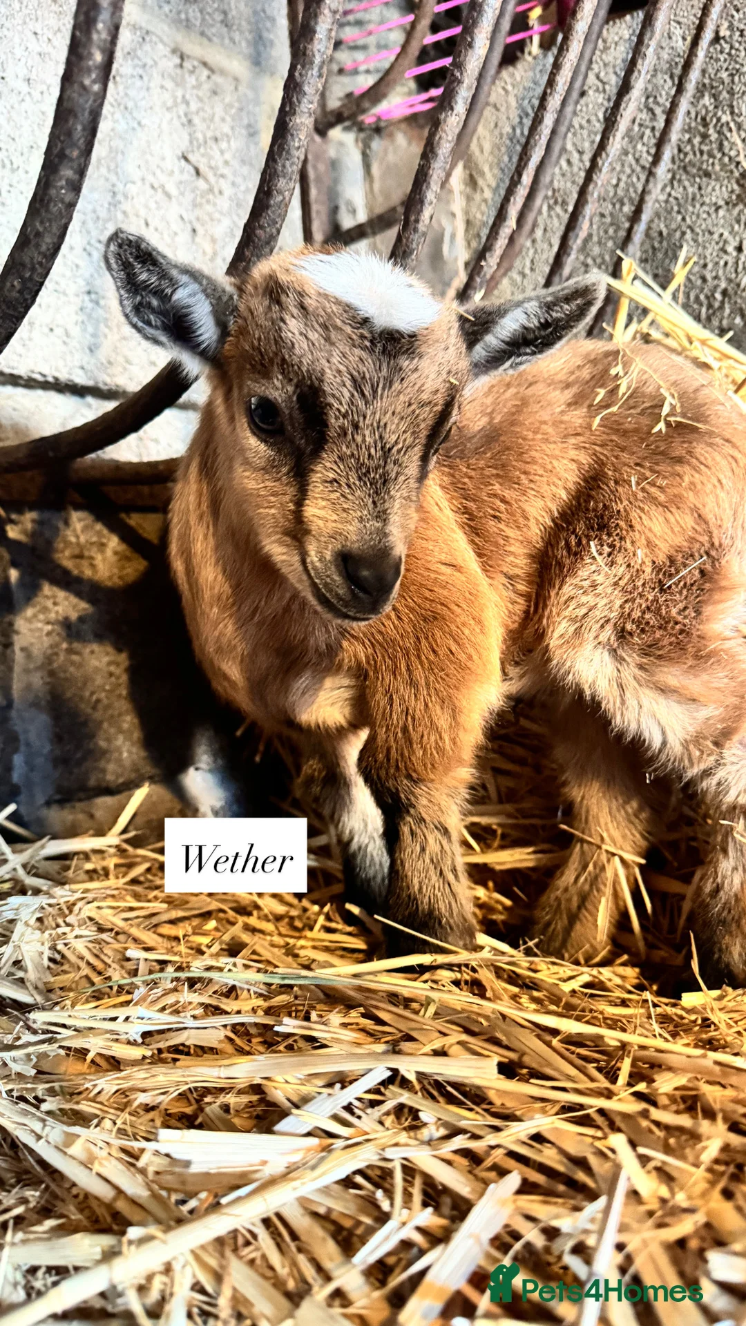 Goats livestock for sale: Baby Pygmy goats  - Advert 7