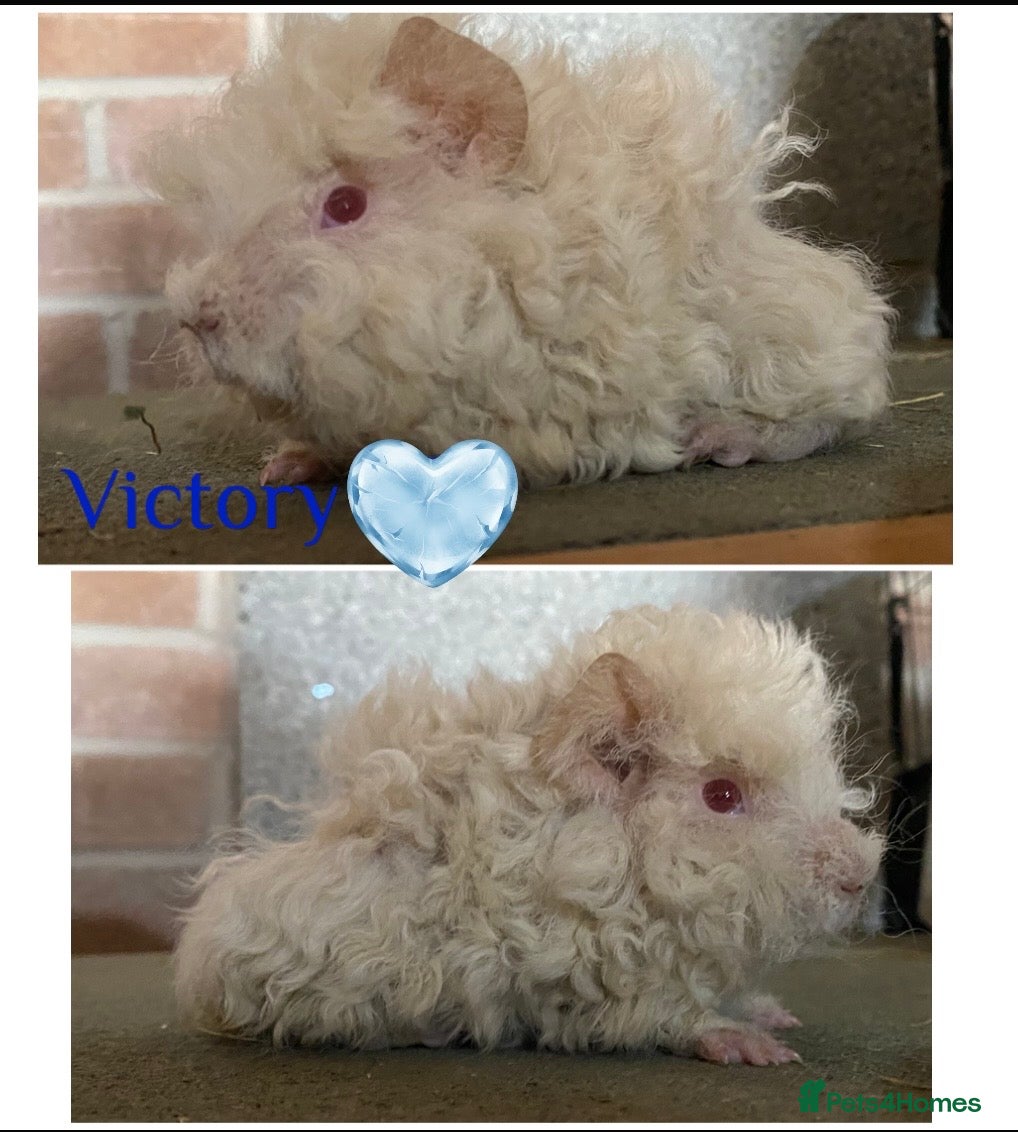 Guinea Pig rodents Pedigree Lunkarya Cali & smooth blue Guinea pigs - Advert 4