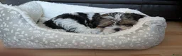 Shih Tzu dogs for sale: Bertie  - Advert 4
