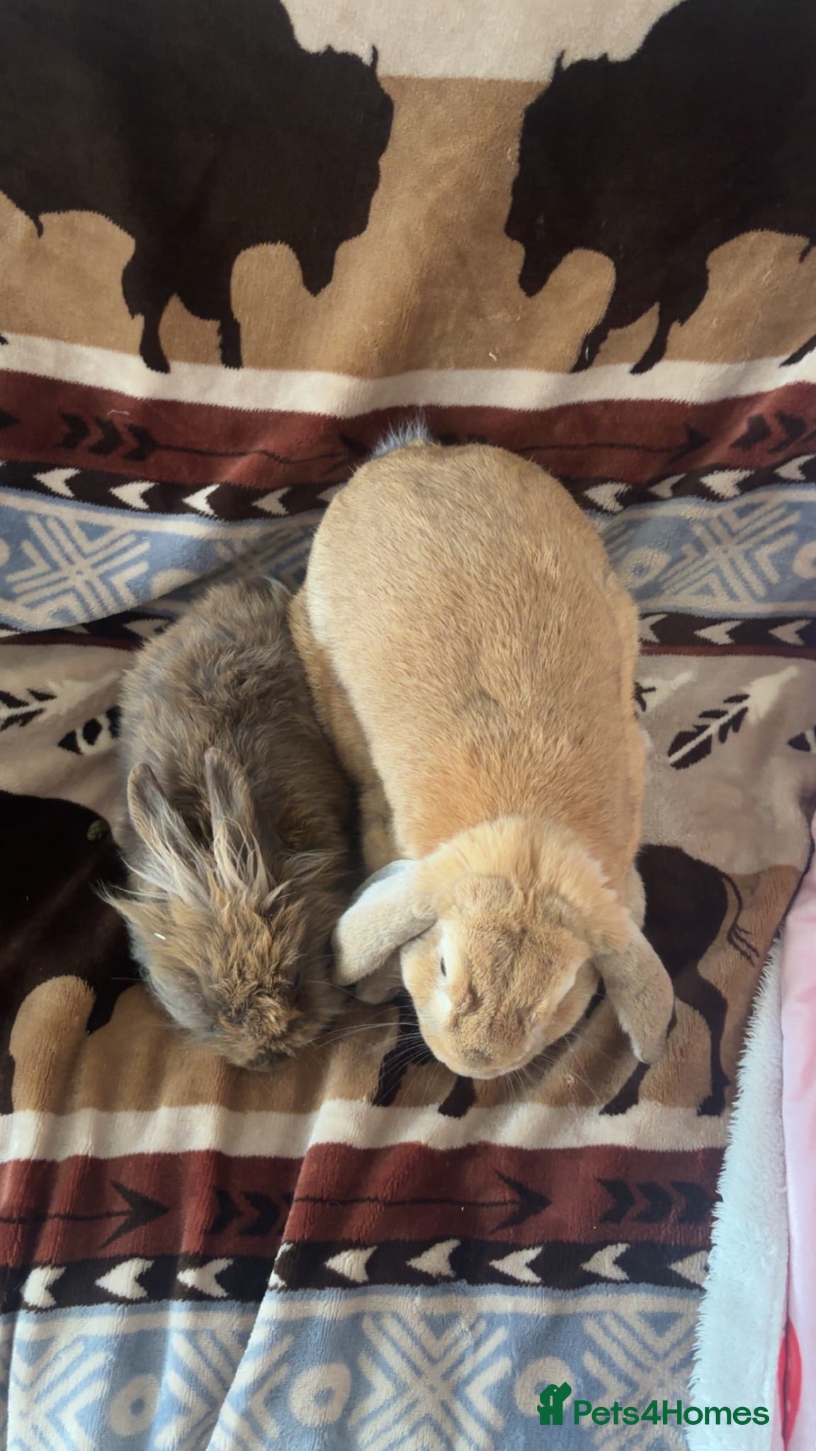 Mixed Breed rabbits Mini lop and lion head - Advert 2