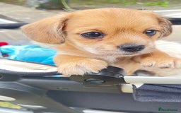 Mixed Breed dogs for sale: 2 adorable little imperial Shih tzus boys ❤️ - Image 7