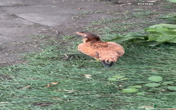 Chickens poultry for sale: Bengum Aseel rooster pakistani begum - Image 12