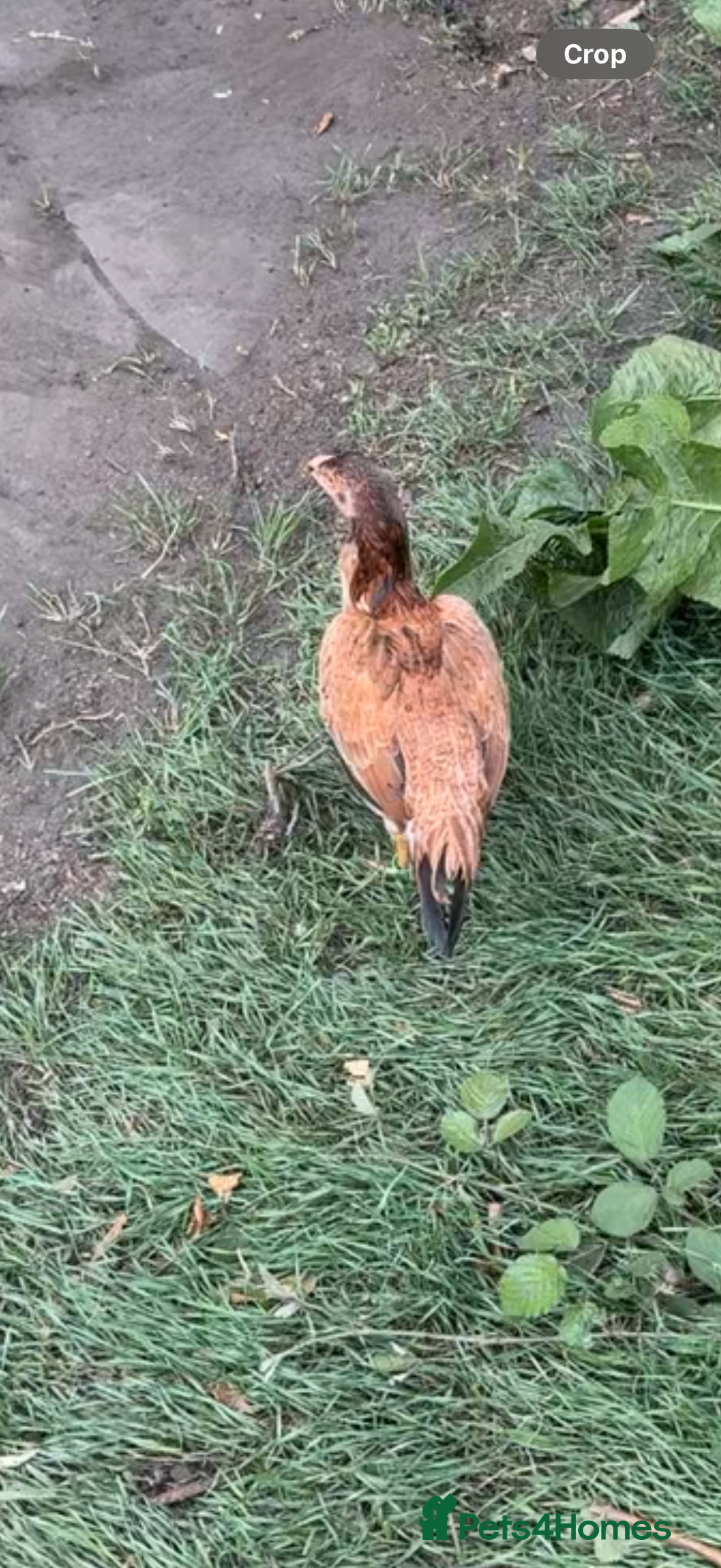 Chickens poultry for sale: Bengum Aseel rooster pakistani begum - Image 12