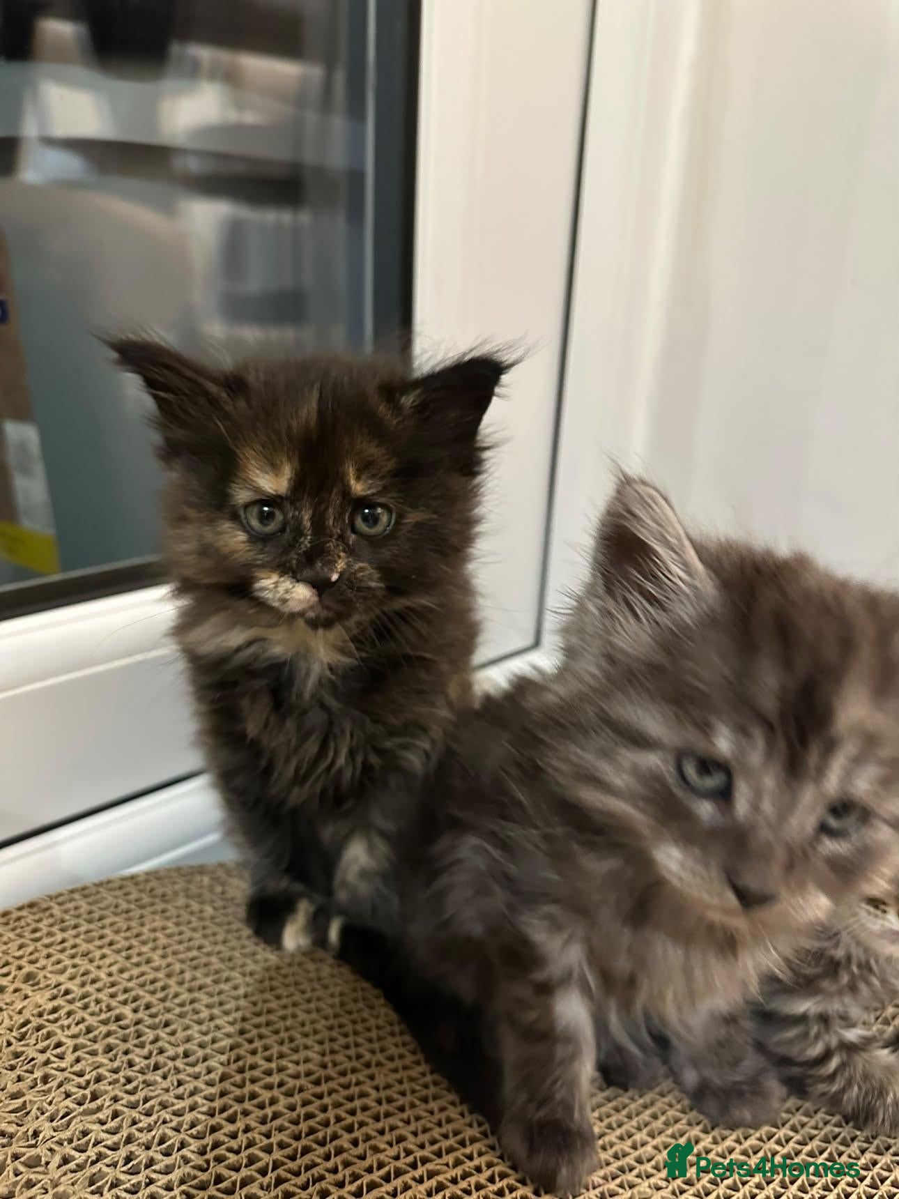 Maine Coon cats Maine Coon Tortoiseshell Girl & Black Boy Kittens - Advert 2