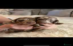 Miniature Dachshund dogs for sale: Miniature dachshunds  - Image 3
