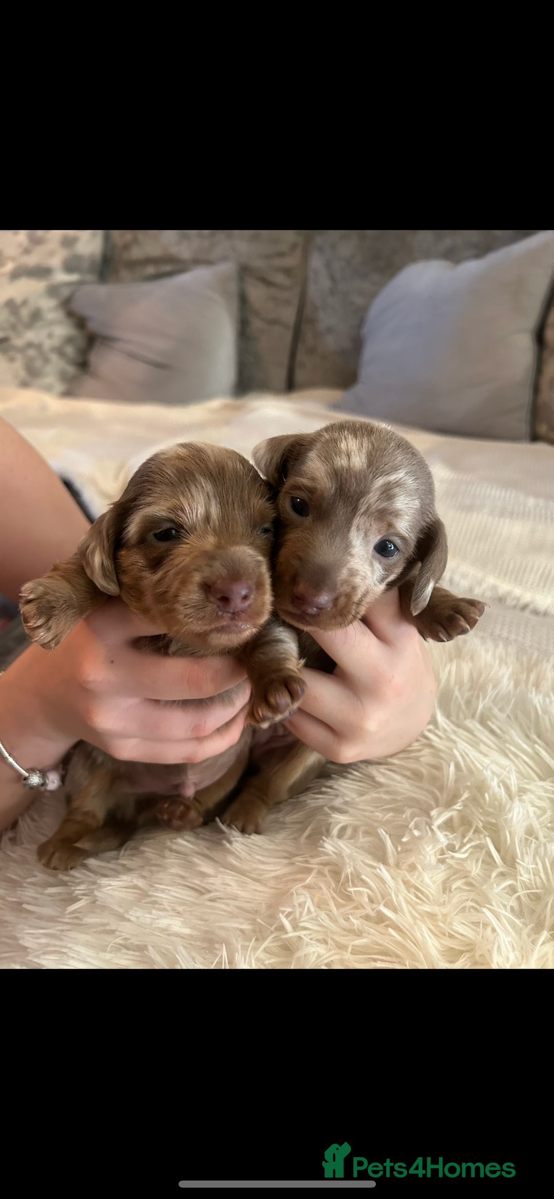 Miniature Dachshund dogs for sale: Miniature dachshunds  - Image 3