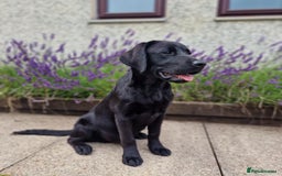 Labrador Retriever dogs for sale: 🐾 Black Labrador Puppy for Sale 🐾 - Image 1