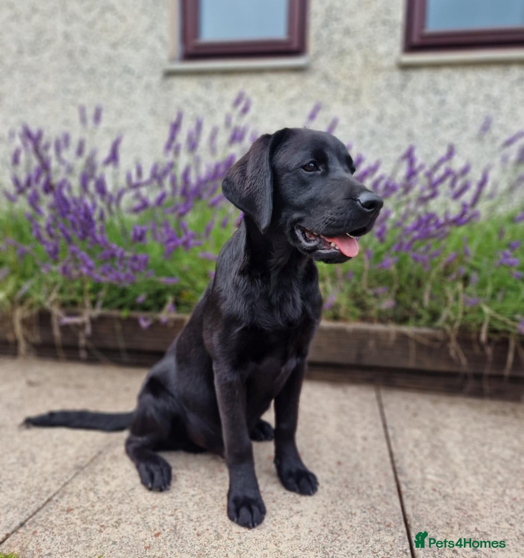 Labrador Retriever dogs for sale: 🐾 Black Labrador Puppy for Sale 🐾 - Image 1
