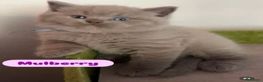 Mulberry - aqua collar