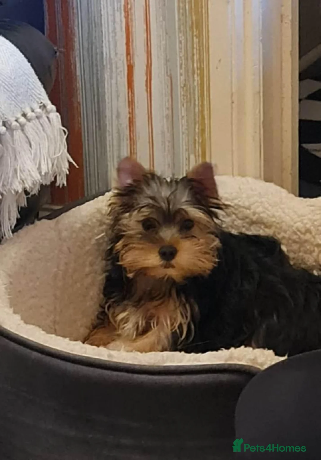 Yorkshire Terrier dogs for sale:  beautiful Yorkshire terrier puppy’s - Advert 7